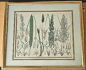 Onbekend - Botanische gravure kaufen? Bieten Sie von 35!