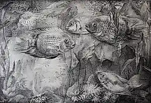 Aart van Dobbenburgh - Aquarium kopen? Bied vanaf 60!