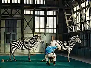 AcheterMr Strange - De zebra's? Enchérissez de 75!