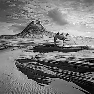 Dariusz Klimczak - 'Camel Hill' (2011) kaufen? Bieten Sie von 85!