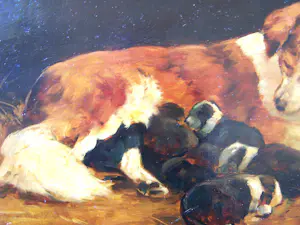 Onbekend - Moederhond met puppies kopen? Bied vanaf 75!