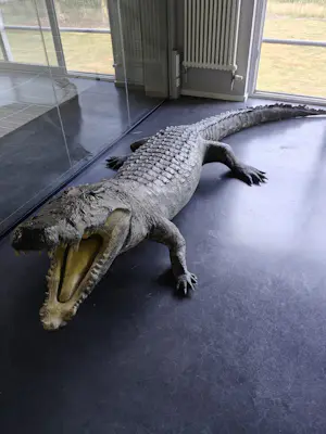 AcheterCuriosa - Krokodil met barkrukken van kunstenaar Jurgen Raymaekers? Enchérissez de 1200!