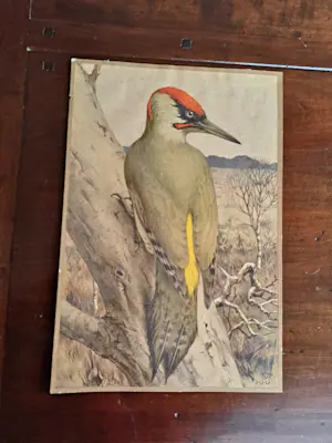 Jan Voerman (jr.) - Vogel kopen? Bied vanaf 40!