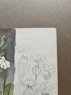 Buy Johan Briede - Botanische kunst? Bid from 65!