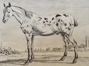 Paulus Potter - Twee Paarden kopen? Bied vanaf 100!