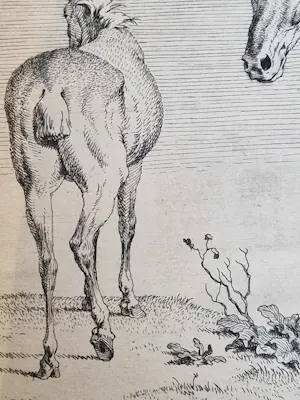 Paulus Potter - Twee Paarden kopen? Bied vanaf 100!