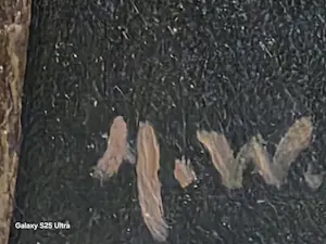 Heinrich Windhausen - Pendant kopen? Bied vanaf 60!