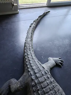 AcheterCuriosa - Krokodil met barkrukken van kunstenaar Jurgen Raymaekers? Enchérissez de 1200!
