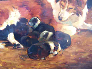 Onbekend - Moederhond met puppies kopen? Bied vanaf 75!