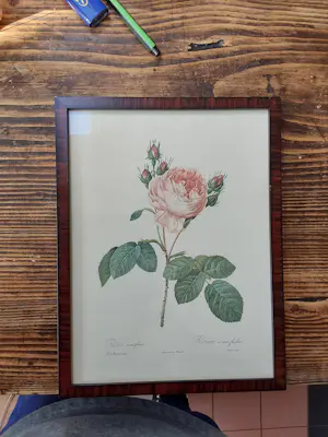 Pierre-Joseph Redoute - Rosa centifolia kopen? Bied vanaf 20!