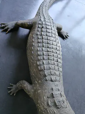 AcheterCuriosa - Krokodil met barkrukken van kunstenaar Jurgen Raymaekers? Enchérissez de 1200!