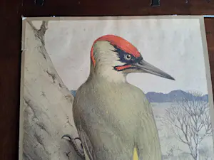 Jan Voerman (jr.) - Vogel kopen? Bied vanaf 40!