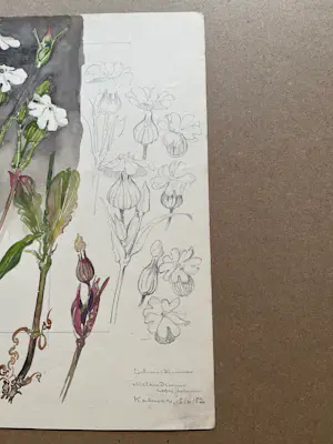 Buy Johan Briede - Botanische kunst? Bid from 65!