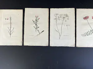 Onbekend - Hand gekleurde gravures uit een boek kopen? Bied vanaf 25!