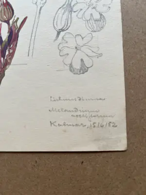 Buy Johan Briede - Botanische kunst? Bid from 65!