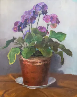 Louis Rempt - primula in pot kopen? Bied vanaf 80!