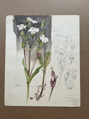 Buy Johan Briede - Botanische kunst? Bid from 65!