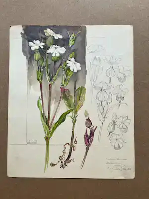 Johan Briede - Botanische kunst kopen? Bied vanaf 65!
