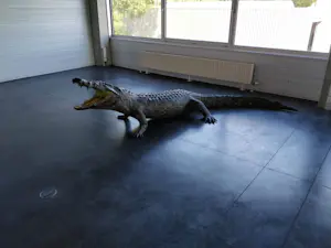 AcheterCuriosa - Krokodil met barkrukken van kunstenaar Jurgen Raymaekers? Enchérissez de 1200!