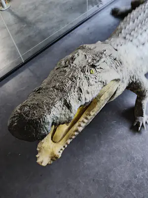 AcheterCuriosa - Krokodil met barkrukken van kunstenaar Jurgen Raymaekers? Enchérissez de 1200!