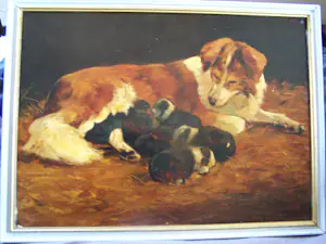 Onbekend - Moederhond met puppies kopen? Bied vanaf 75!