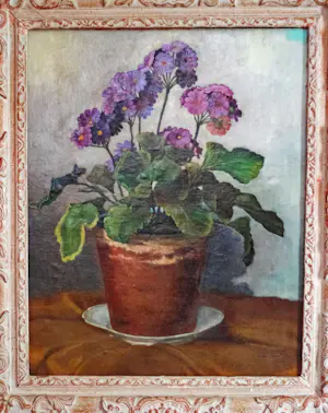 Louis Rempt - primula in pot kopen? Bied vanaf 80!