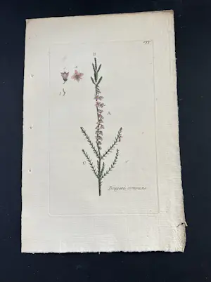 Onbekend - Hand gekleurde gravures uit een boek kopen? Bied vanaf 25!