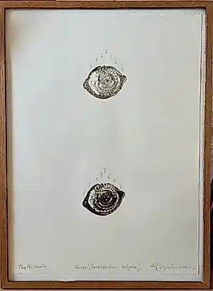 Sjoerd Buisman - Phyllotaxis verkauft für € 60!