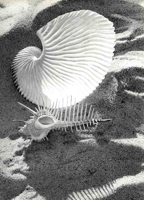 Werner Bischof - 1946 COQUILLES - SCHNECKENHÄUSER - des SCHWEIZER MAGNUM-Fotographen & FINSLER-Schülers 1946 verkocht voor € 36!