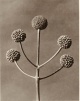 Karl Blossfeldt - Cephalanthus occidentalis (Kopfblume), 120 num. Exempl., Galerie Taube Berlin - 1984. verkocht voor € 175!