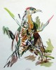 Oskar Kokoschka - Der Specht. Farb-Lithographie von 1971/72 verkocht voor € 175!