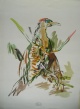 Oskar Kokoschka - Der Specht, Farblithographie von 1972 verkocht voor € 120!