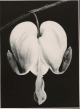 Fred Koch - DICENTRA SPECTABILIS Original - Fotografie auf kartonstarkem gläzendem Fotopapier verkocht voor € 100!