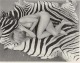 Günter Zint - Erotikfoto 01 - Verso handsigniert und mit Namensprägung versehen, Größe 28 x 22 cm verkocht voor € 80!