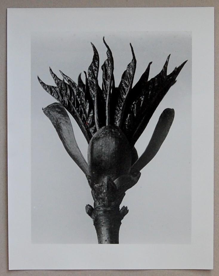 Karl Blossfeldt - Fotografie a. d. N. - Rosskastanie - 1A Zustand verkocht voor € 70!
