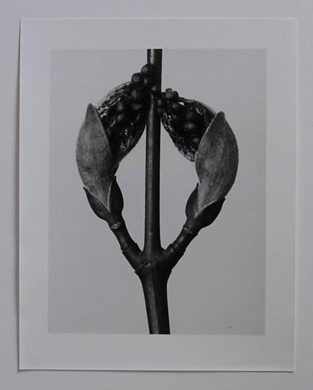 Karl Blossfeldt - Fotografie a. d. N. - Streifenahorn - 1A Zustand verkocht voor € 70!