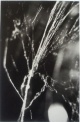 Rosemarie Trockel - JEDES TIER IST EINE KÜNSTLERIN, handsignierte Fotolithografie von 1993 verkocht voor € 145!