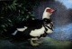 Terence Millington - Muskovy Duck, Farbradierung ca. 1980 verkocht voor € 80!