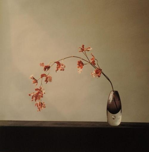 Robert Mapplethorpe - Orchids 1982, Foto Print. verkocht voor € 55!