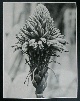 Albert Renger - Patzsch - ORIGINAL ALBERT RENGER-PATZSCH PFLANZENFOTOGRAFIE AUS NACHLASSBESTAND 06 verkocht voor € 125!