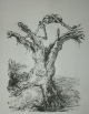 A. Paul Weber - Original Lithographie 1973, "DER MORSCHE BAUM, handsigniert verkocht voor € 210!