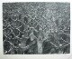 Theo Scharf (1899-1987)
