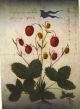 Alois Janak - o.T., Farbradierung, 1988 verkocht voor € 40!