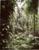 Thomas Struth - Paradiese, Mappe mit 6 pigmentierten Tintenstrahldrucken, 2004, sign. verkocht voor € 1300!