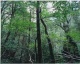 Thomas Struth - Paradiese, Mappe mit 6 pigmentierten Tintenstrahldrucken, 2004, sign. verkocht voor € 1250!