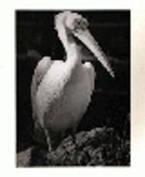 Peter Keetmann - PELIKAN - Original - schwarz / weiß Gelatinesilberabzug auf Barytpapier. kopen? Bied vanaf 340!