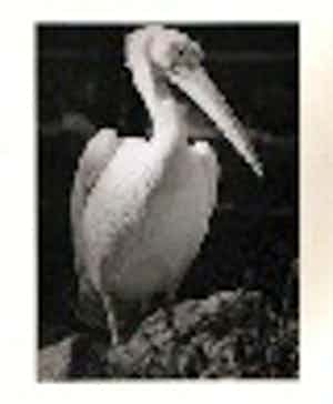 Peter Keetmann - PELIKAN - Original - schwarz / weiß Gelatinesilberabzug auf Barytpapier. verkocht voor € 340!