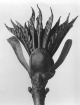 Karl Blossfeldt - ROSSKASTANIE (Aesculus), bisher unveröffentlichte Photographie aus dem Nachlass verkocht voor € 75!