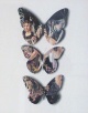 Jiri Kolar - Schmetterlinge/Botticelli, Collage, 1968, 29 x 23 verkocht voor € 150!