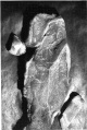 Wols - WOLS (Alfred Otto Wolfgang Schulze) Orig.- Photographie INNOVATIVER HYPERREALISMUS ! verkocht voor € 78!